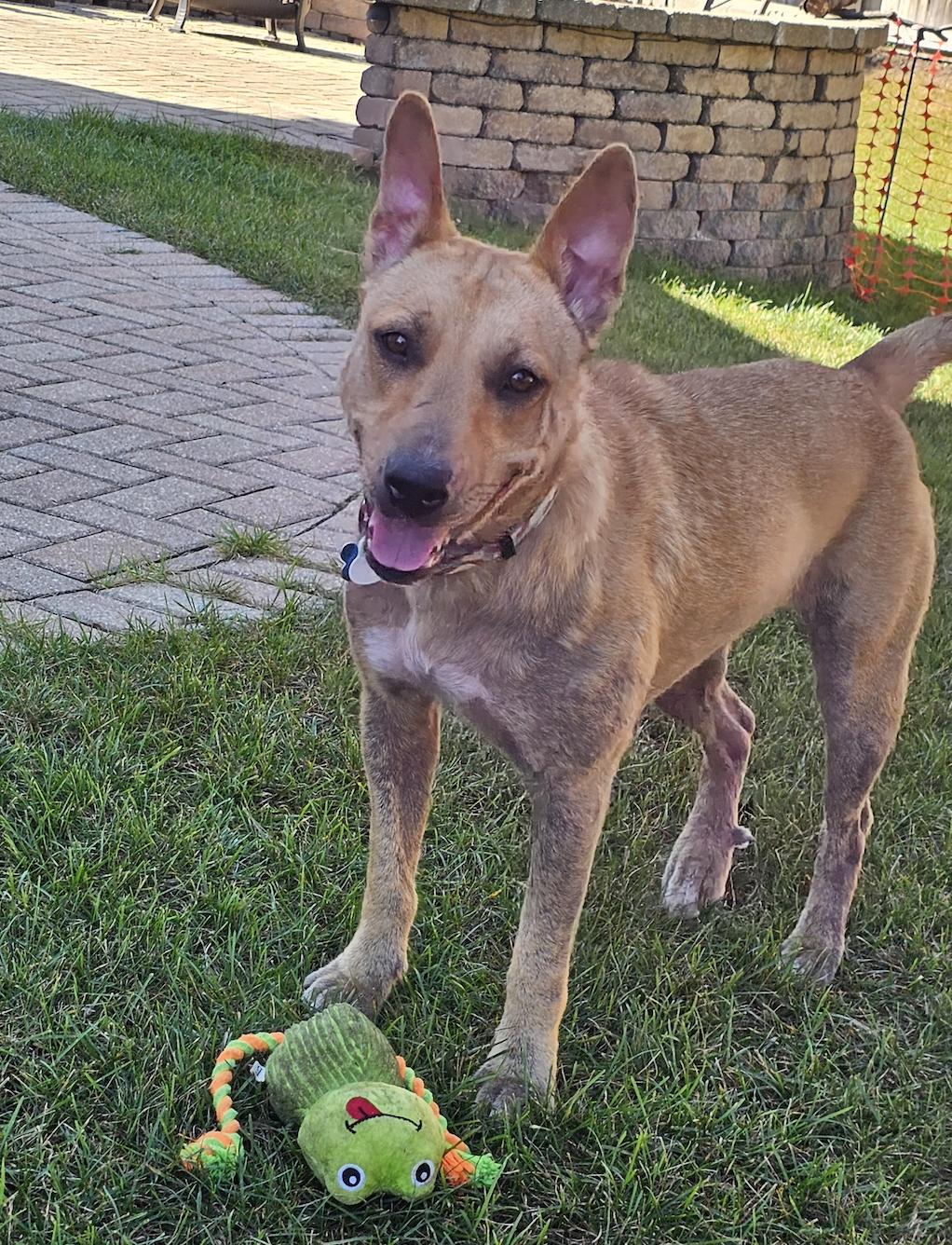 Enlarge Ginny, a Adoptable mixed breed in Plainfield, IL image 4/5