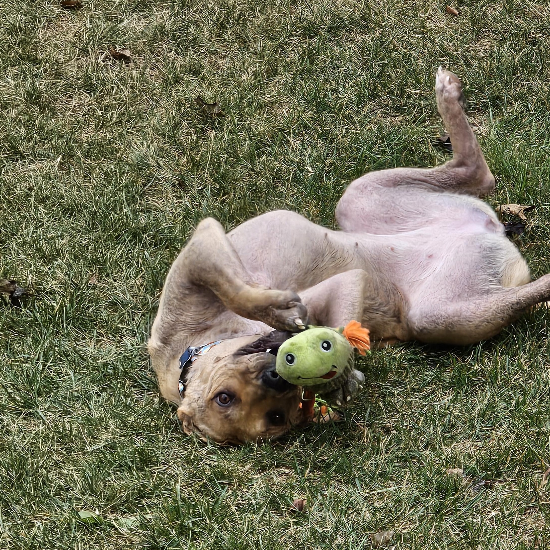 Enlarge Ginny, a Adoptable mixed breed in Plainfield, IL image 5/5