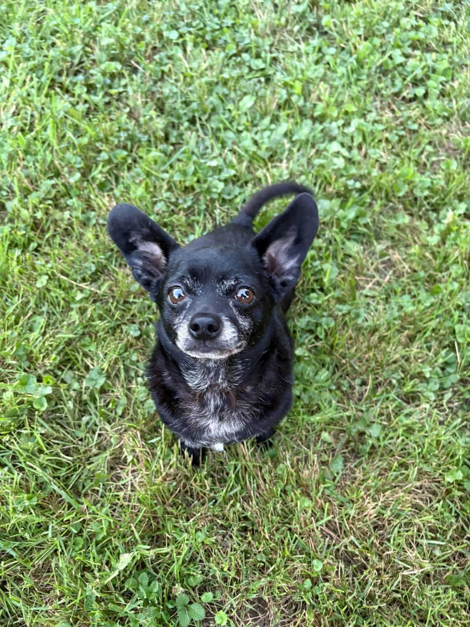Enlarge Ender sweet tiny guy, a Adopted mixed breed in RUSSIAVILLE, IN image 2/3
