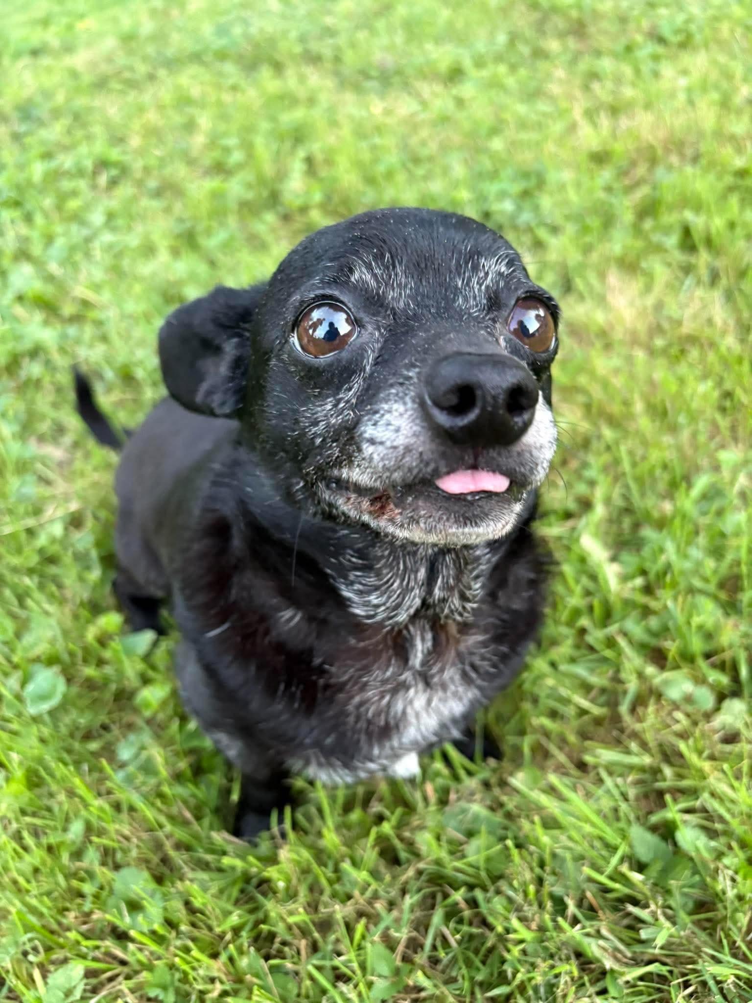 Enlarge Ender sweet tiny guy, a Adopted mixed breed in RUSSIAVILLE, IN image 1/3
