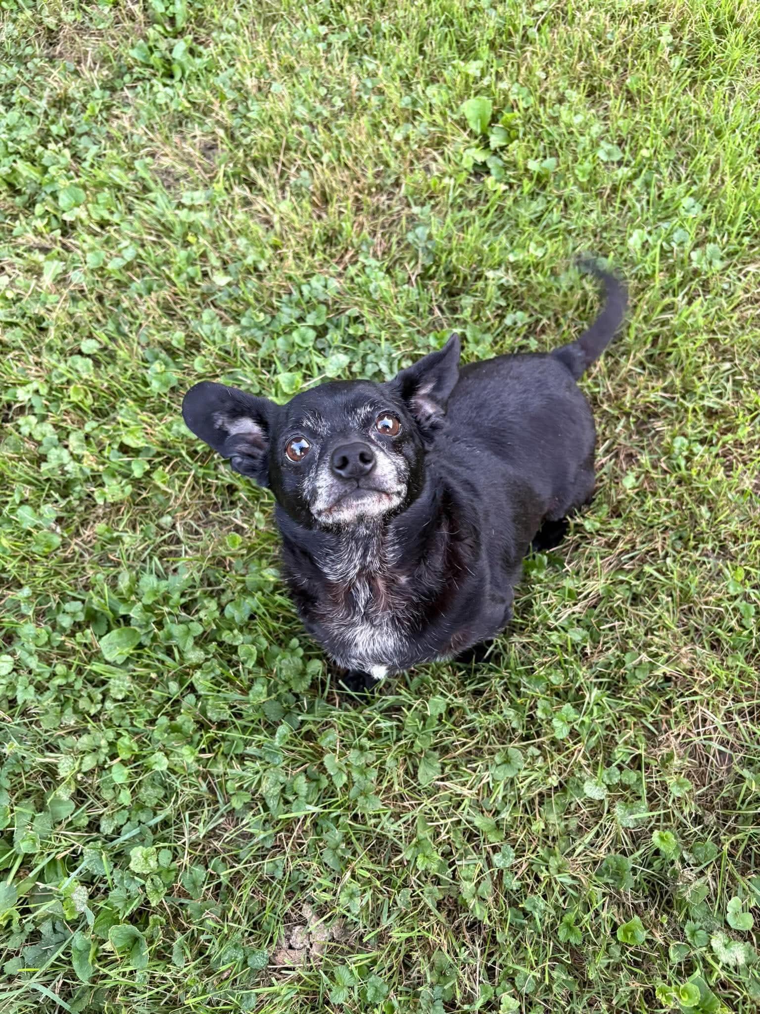 Enlarge Ender sweet tiny guy, a Adopted mixed breed in RUSSIAVILLE, IN image 3/3