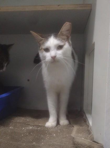 Gabriel, Adoptable, Young Male Domestic Short Hair & Domestic Short Hair.