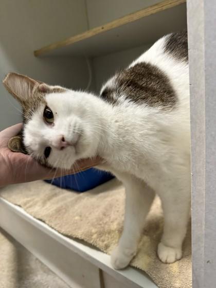 Enlarge Gabriel, a Adoptable mixed breed in Palm Coast, FL image 3/3