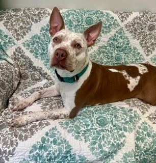 Maisie, ADOPTABLE, Adult Female Mixed Breed & Australian Cattle Dog / Blue Heeler.