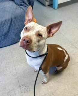 Enlarge Maisie, a ADOPTABLE mixed breed in Parsippany, NJ image 4/6