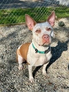 Enlarge Maisie, a ADOPTABLE mixed breed in Parsippany, NJ image 3/6