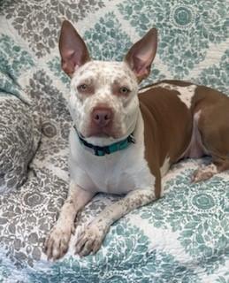 Enlarge Maisie, a ADOPTABLE mixed breed in Parsippany, NJ image 2/6