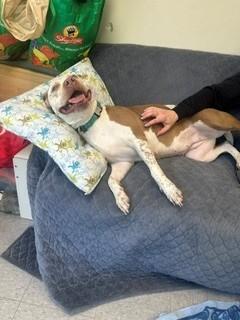 Enlarge Maisie, a ADOPTABLE mixed breed in Parsippany, NJ image 5/6