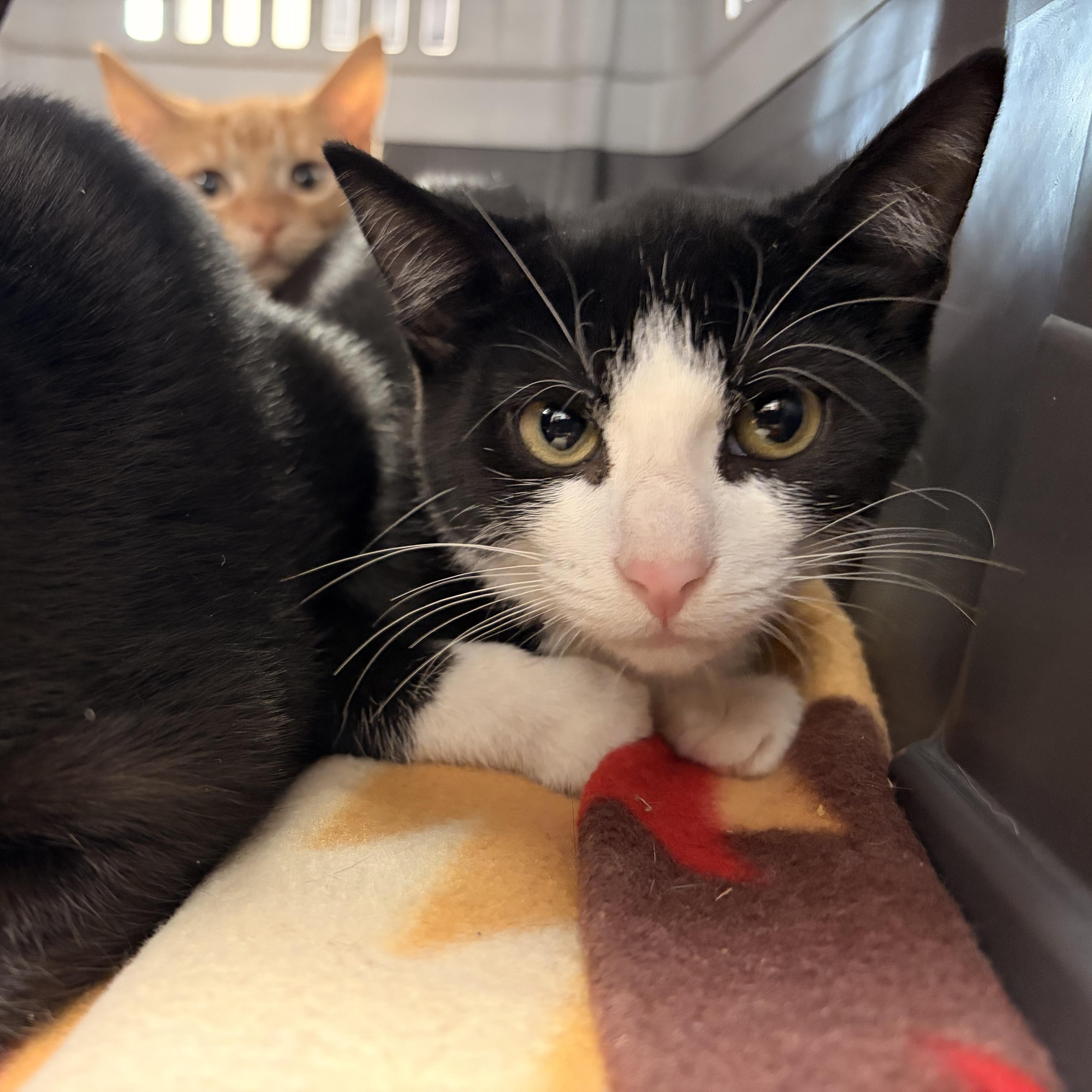 Enlarge Huey, a Adopted Domestic Short Hair in Saint Charles, MO image 1/1