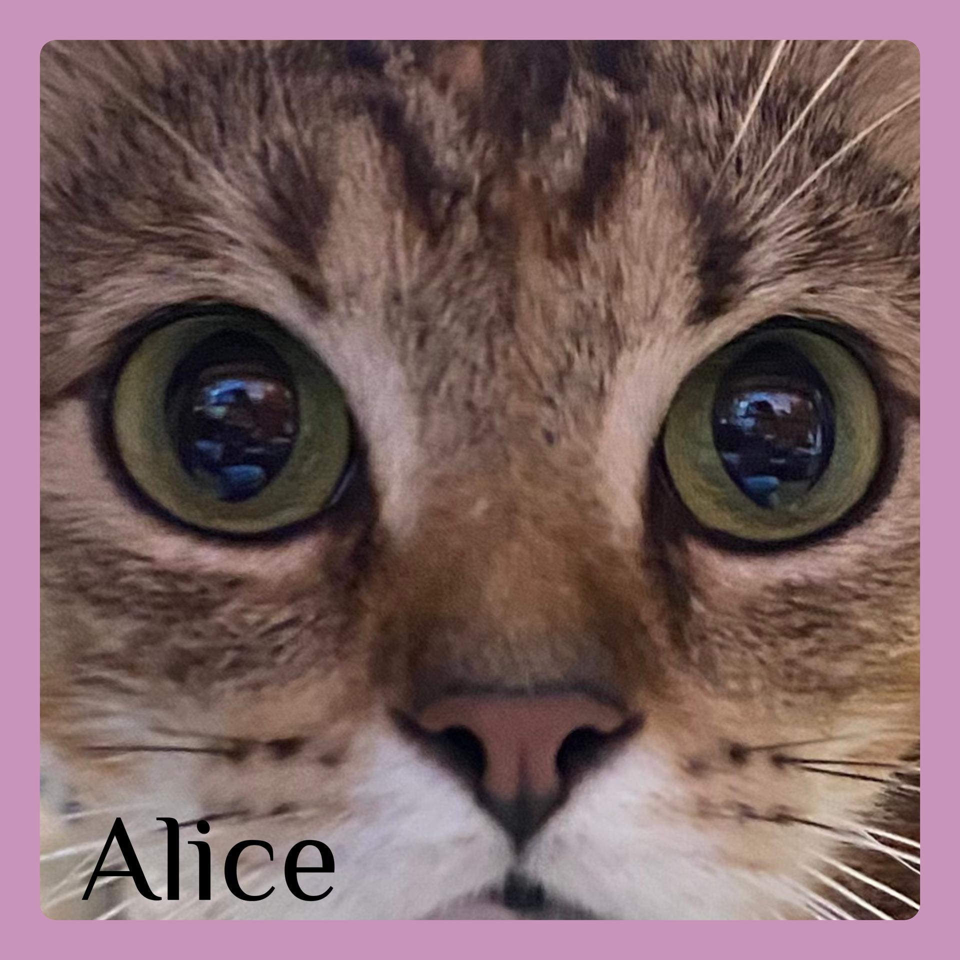 ALICE, an adoptable Tabby in Lawton, OK, 73505 | Photo Image 1