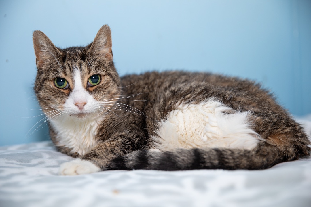 Mighty Cat photo 2