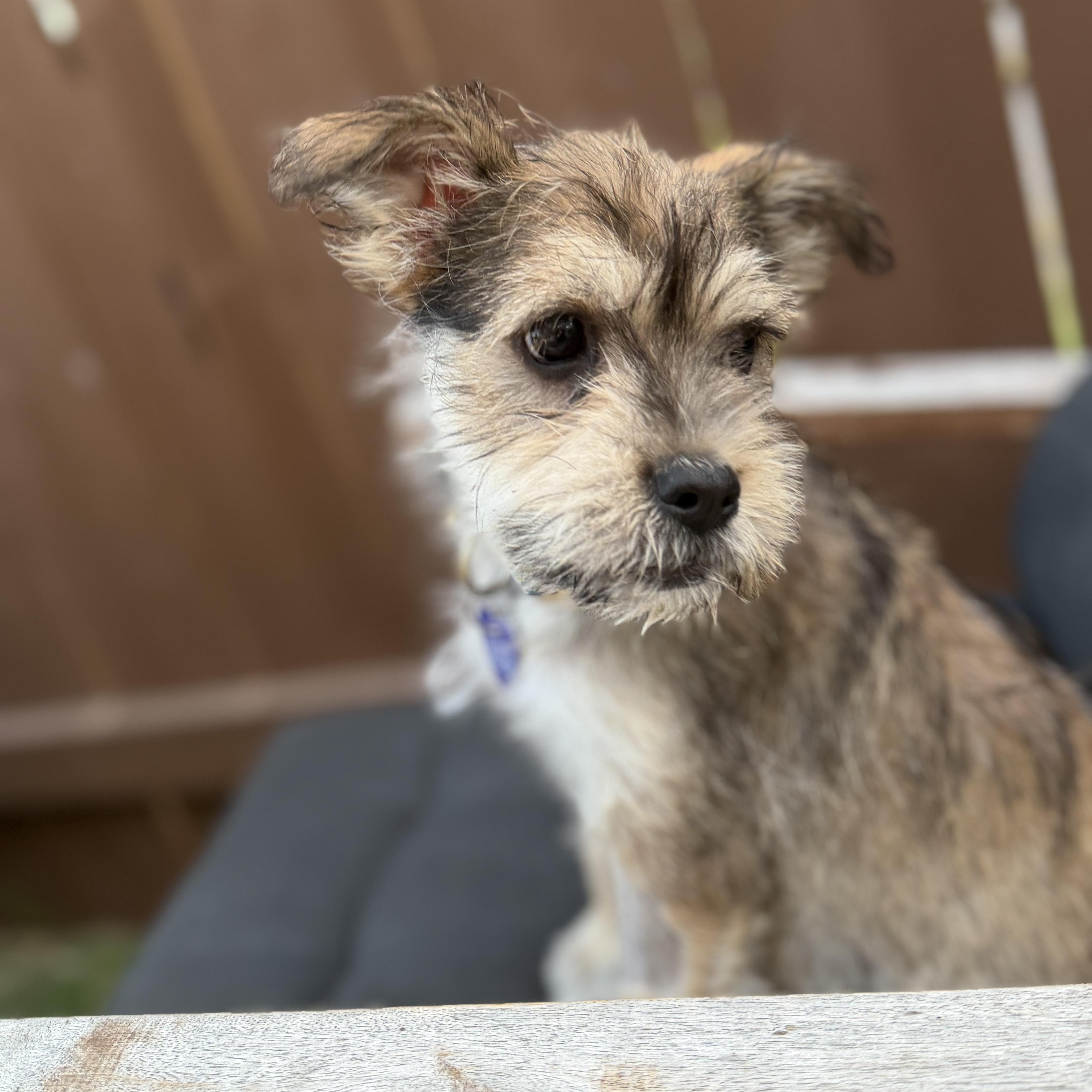 Espi, an adopted Mixed Breed in Los Angeles, CA image 2/5