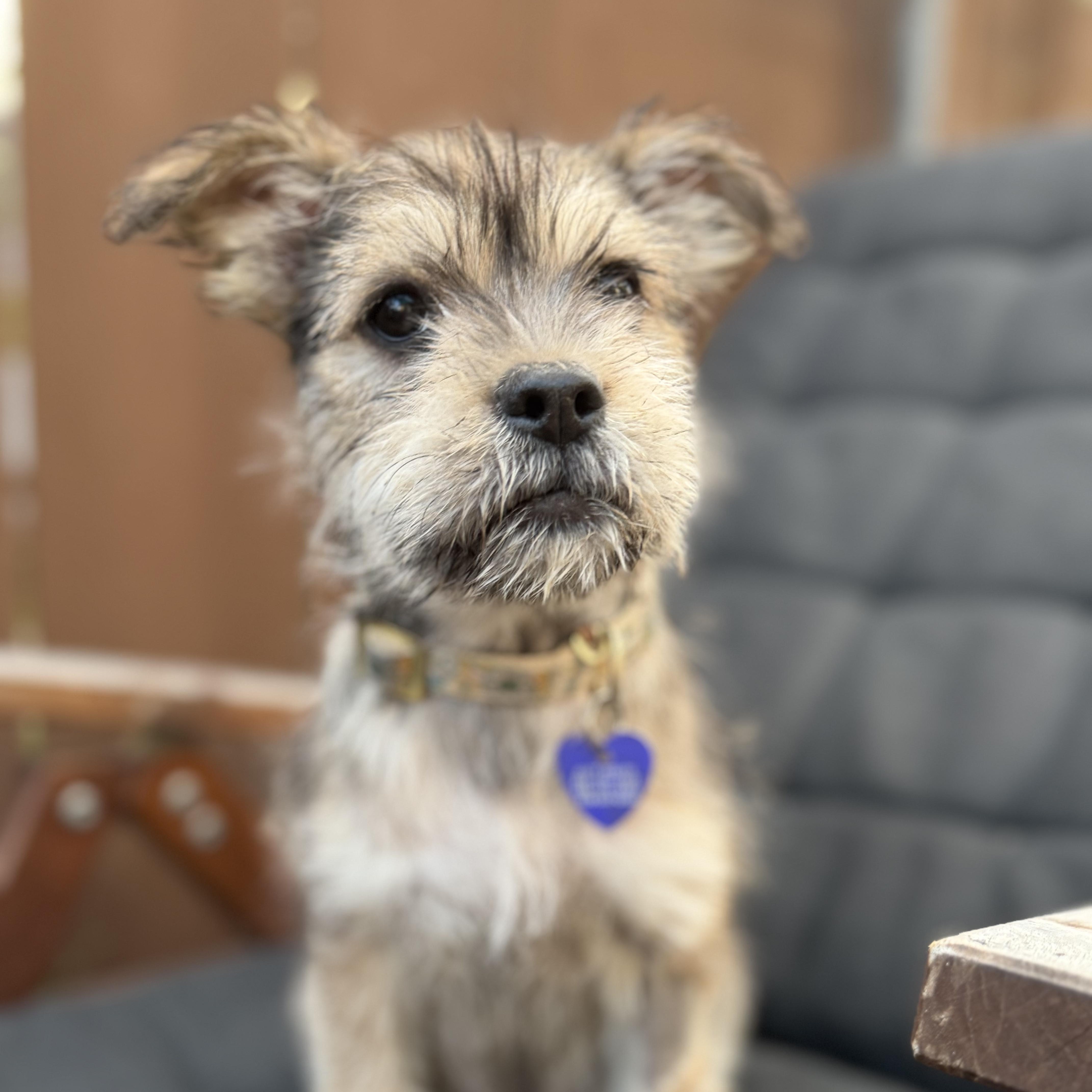 Espi, an adopted Mixed Breed in Los Angeles, CA image 3/5