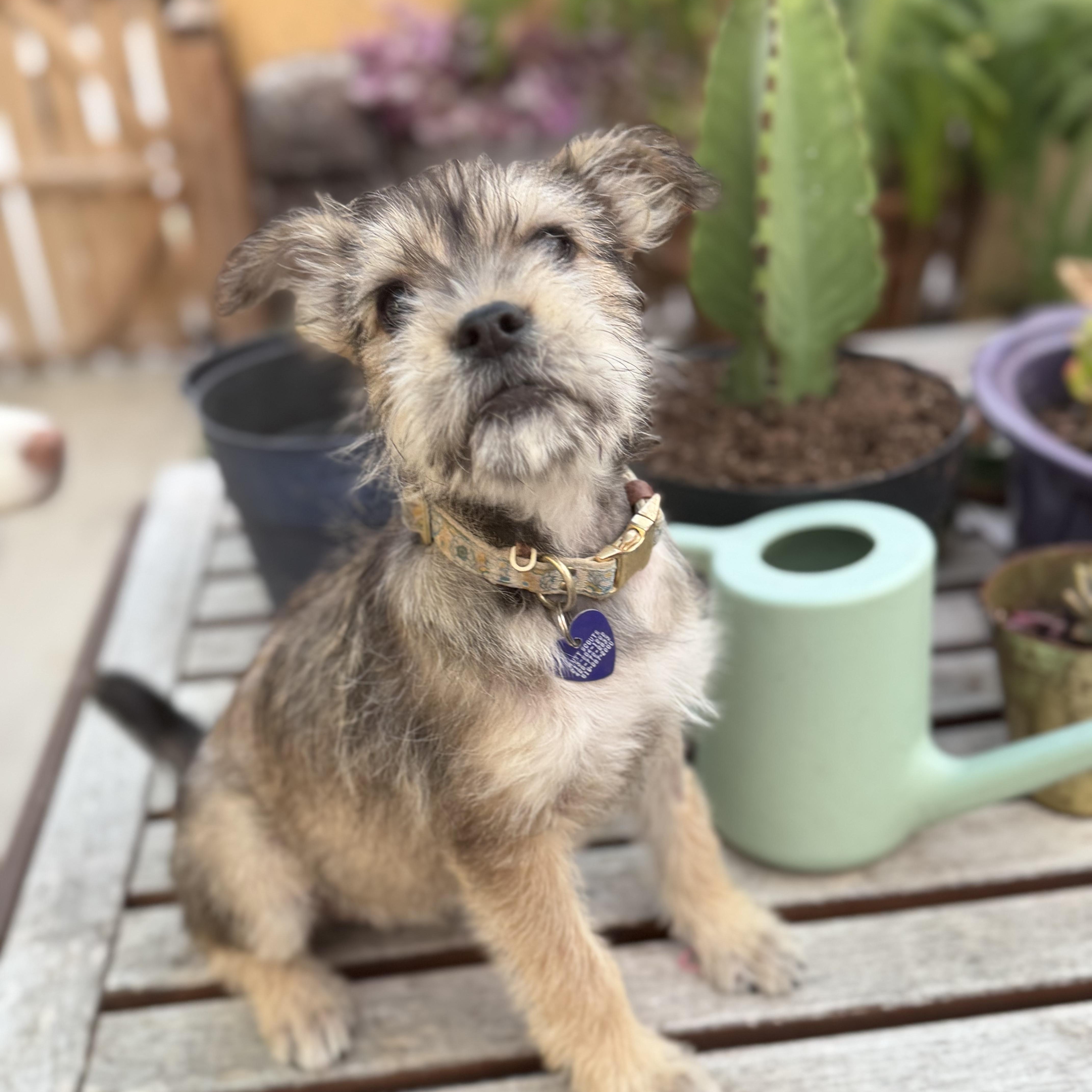 Espi, adopted, Puppy Female Mixed Breed.