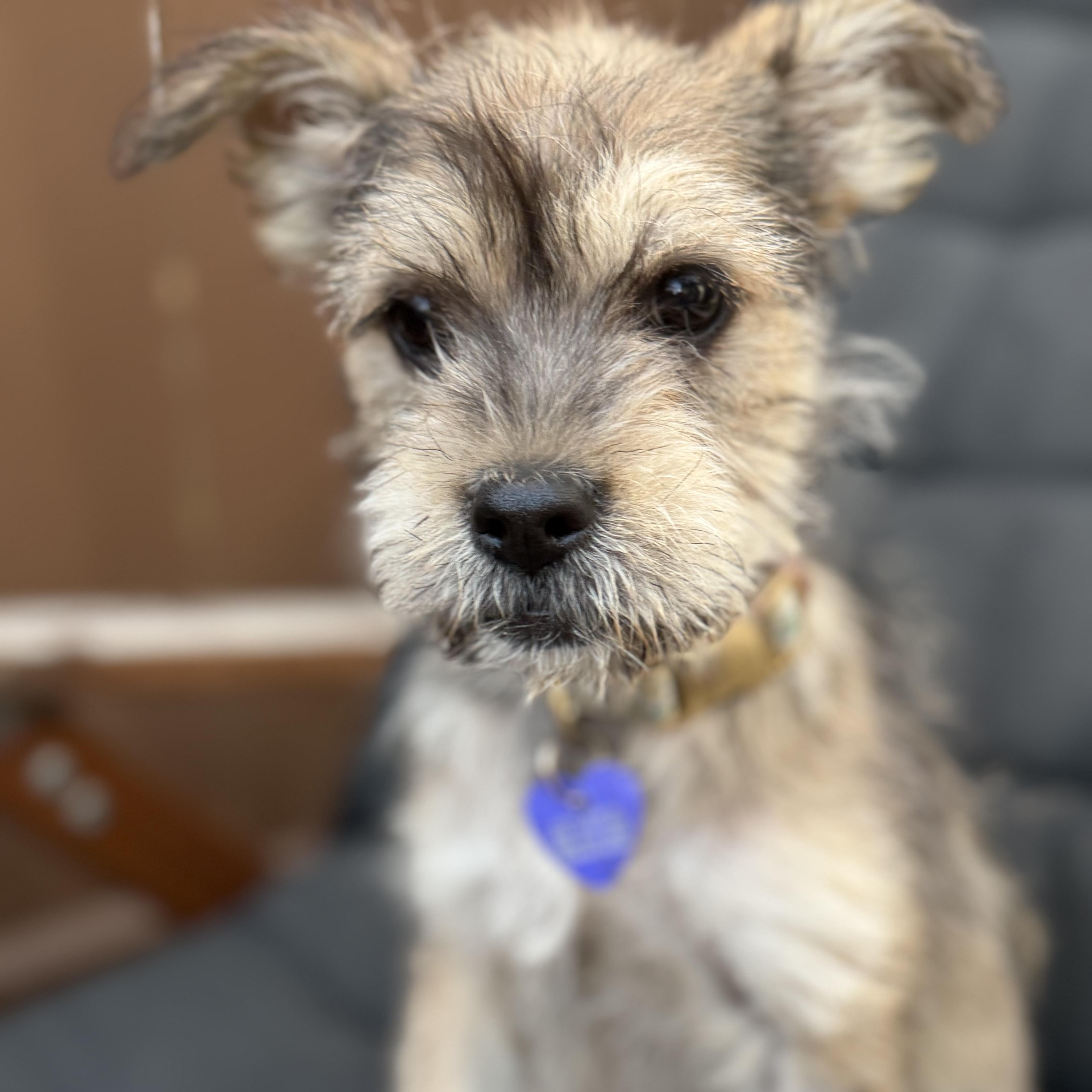 Espi, an adopted Mixed Breed in Los Angeles, CA image 5/5