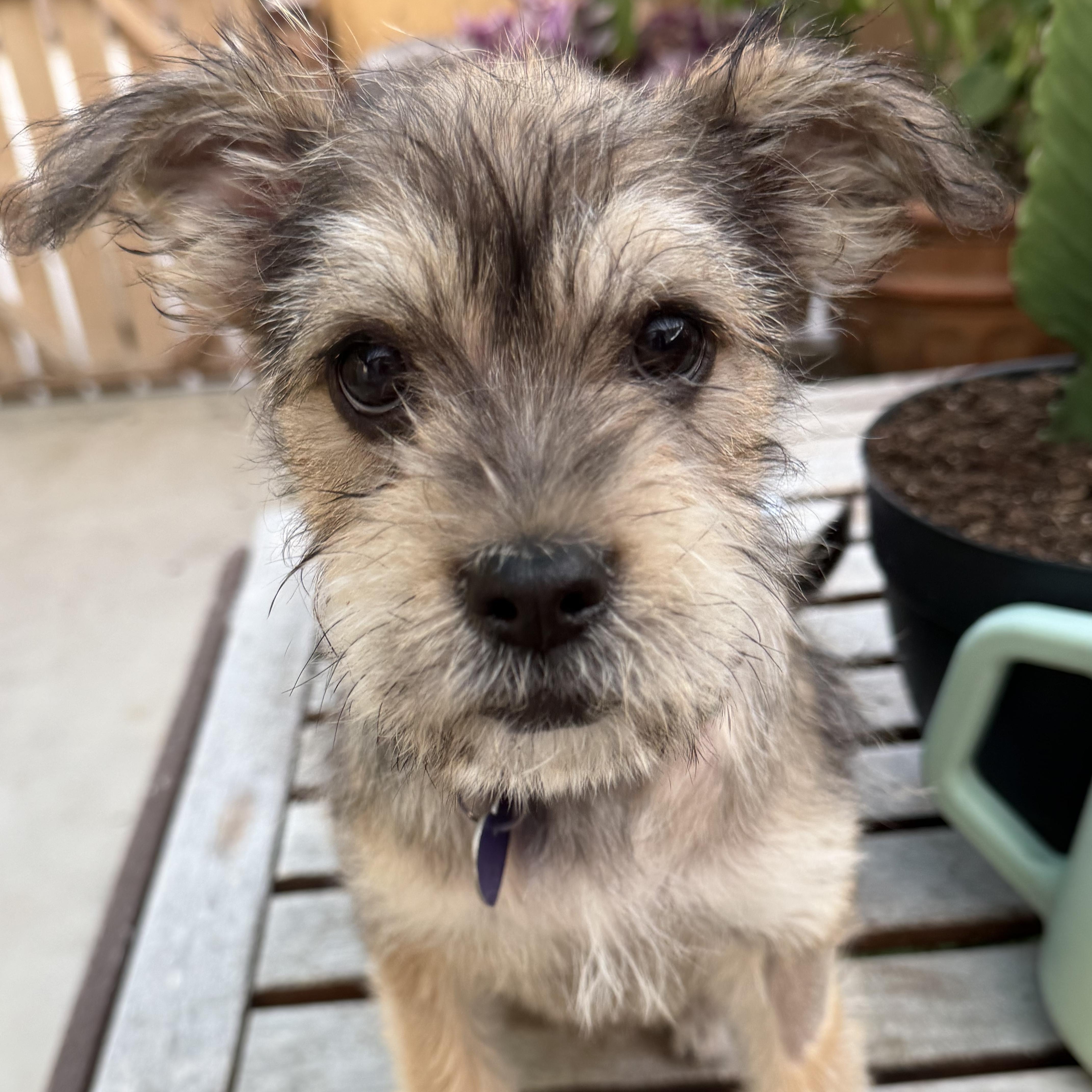 Espi, an adopted Mixed Breed in Los Angeles, CA image 4/5