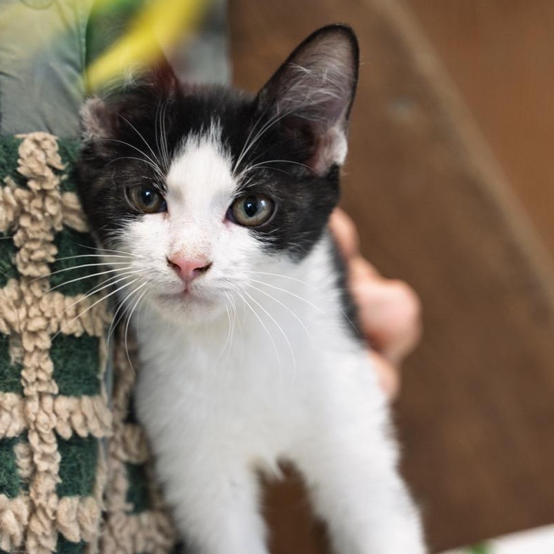 Spidey  , ADOPTABLE, Kitten Male American Wirehair & Tuxedo.