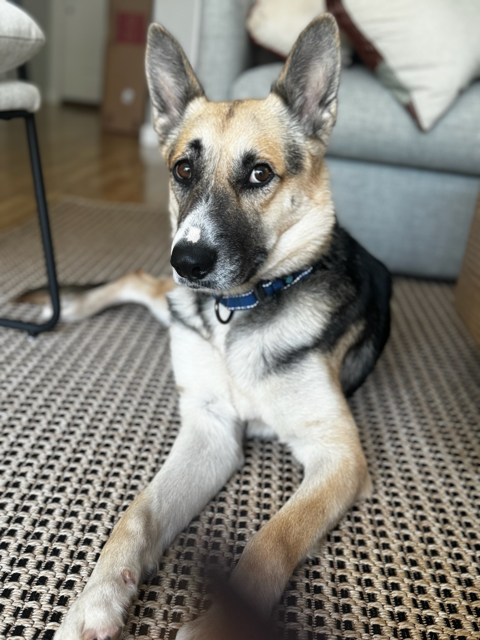 Enlarge Sally, a Adopted mixed breed in sherman oaks, CA image 3/6