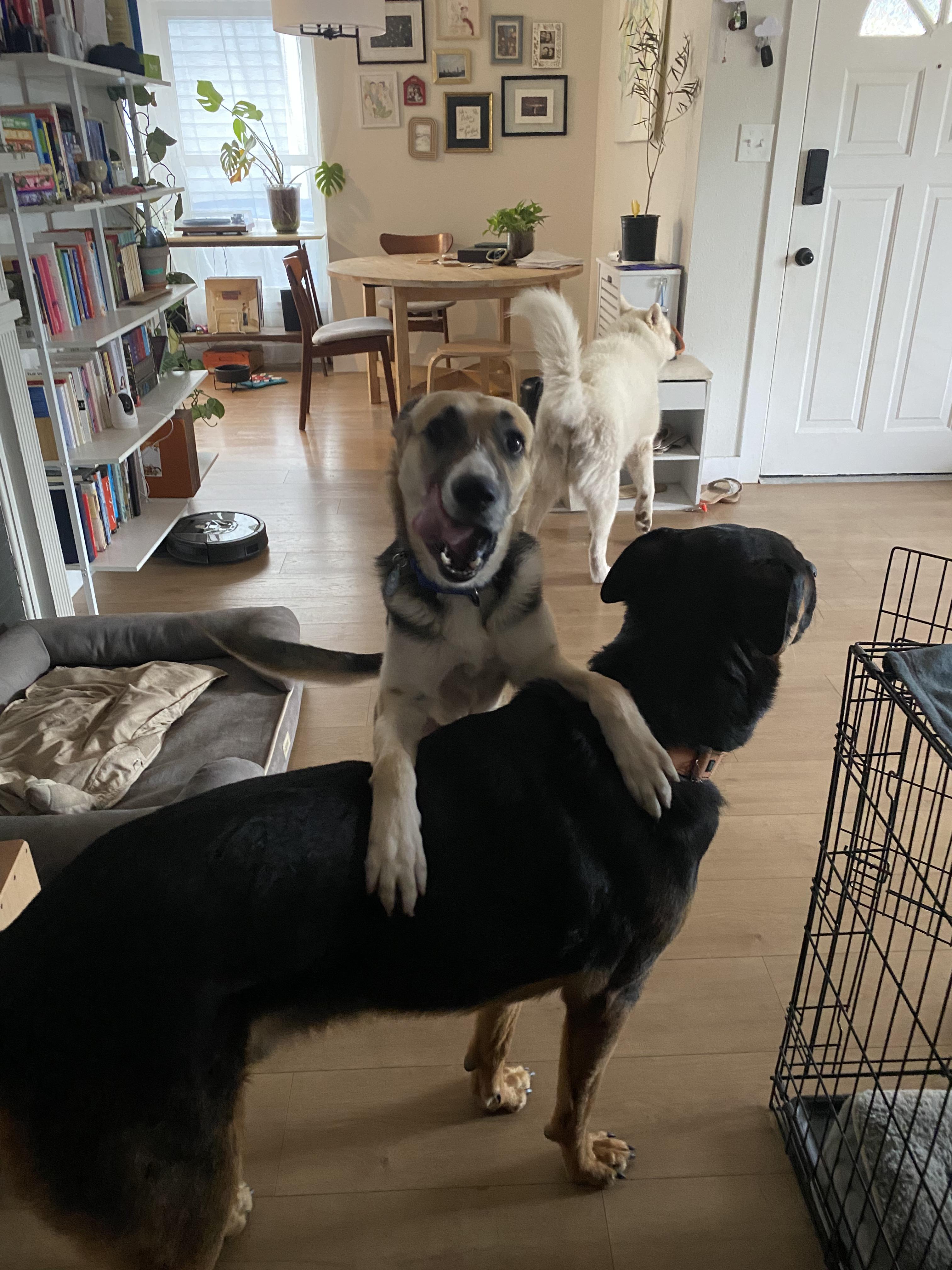 Enlarge Sally, a Adopted mixed breed in sherman oaks, CA image 6/6