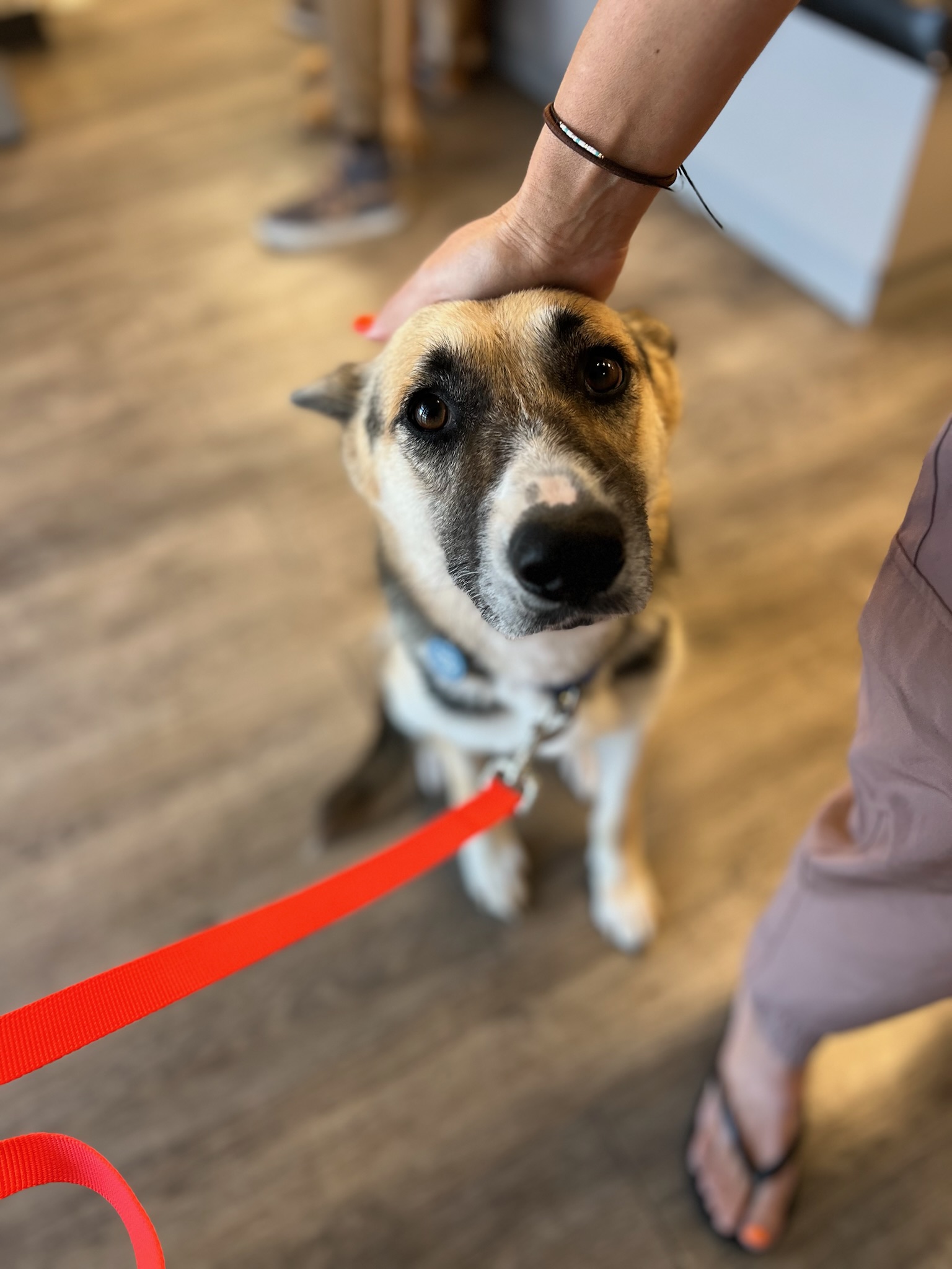 Enlarge Sally, a Adopted mixed breed in sherman oaks, CA image 5/6