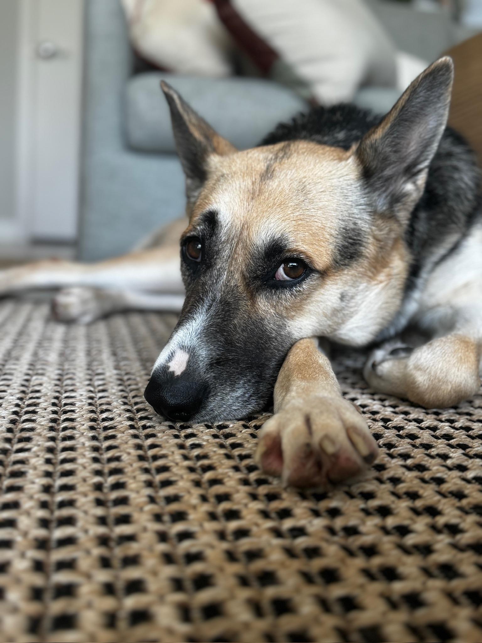 Enlarge Sally, a Adopted mixed breed in sherman oaks, CA image 1/6