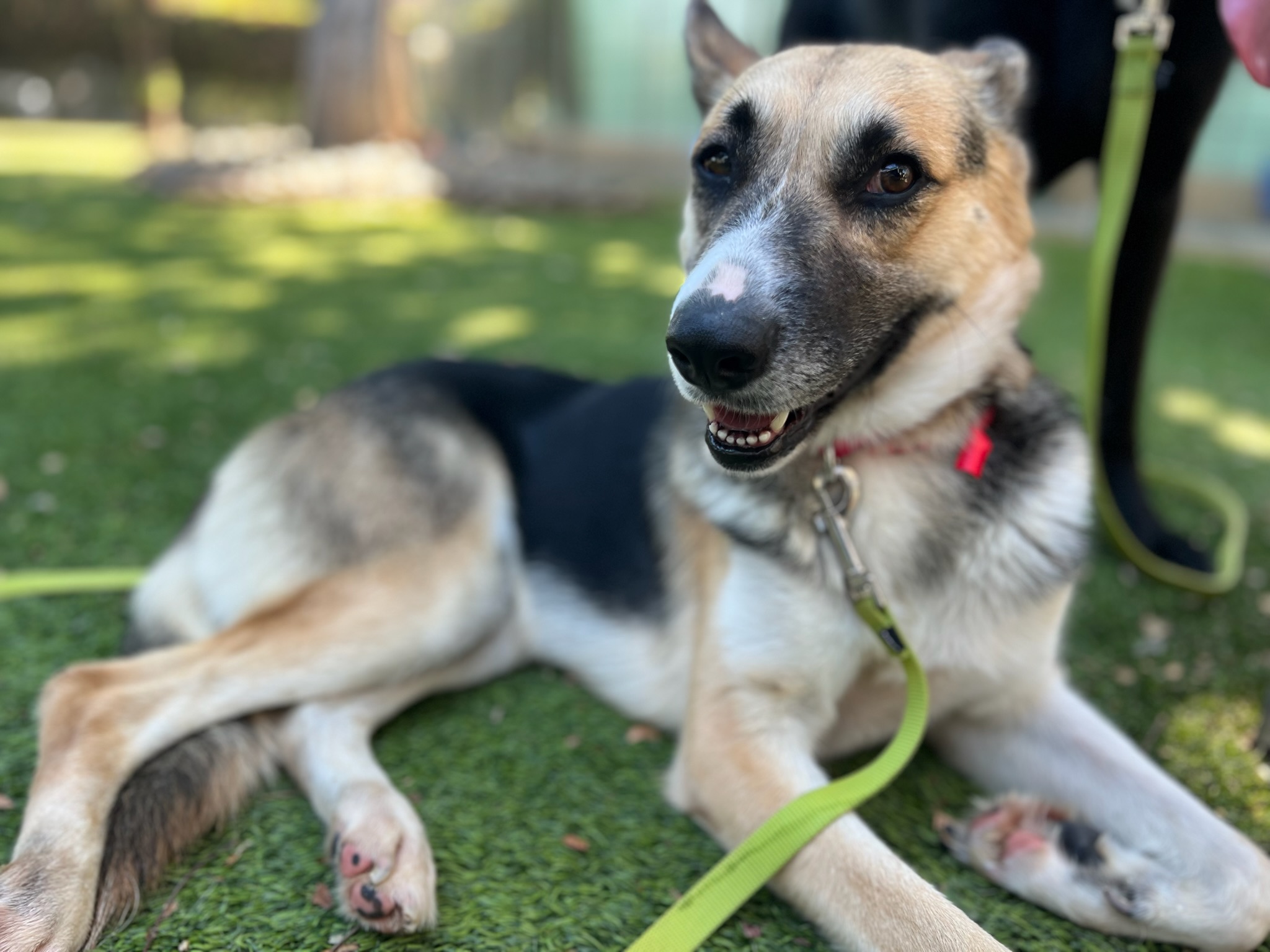 Enlarge Sally, a Adopted mixed breed in sherman oaks, CA image 4/6
