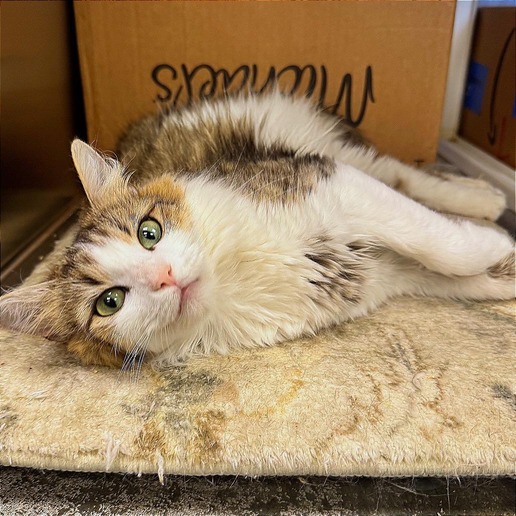 Jeneve, Adoptable, Adult Female Domestic Medium Hair.