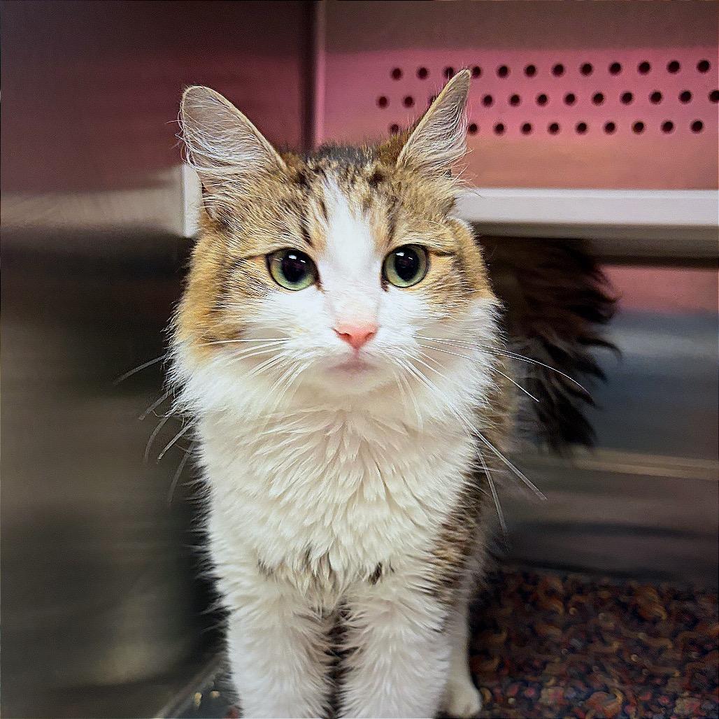 Jeneve, a Adoptable Domestic Medium Hair in Hannibal, MO image 2/5