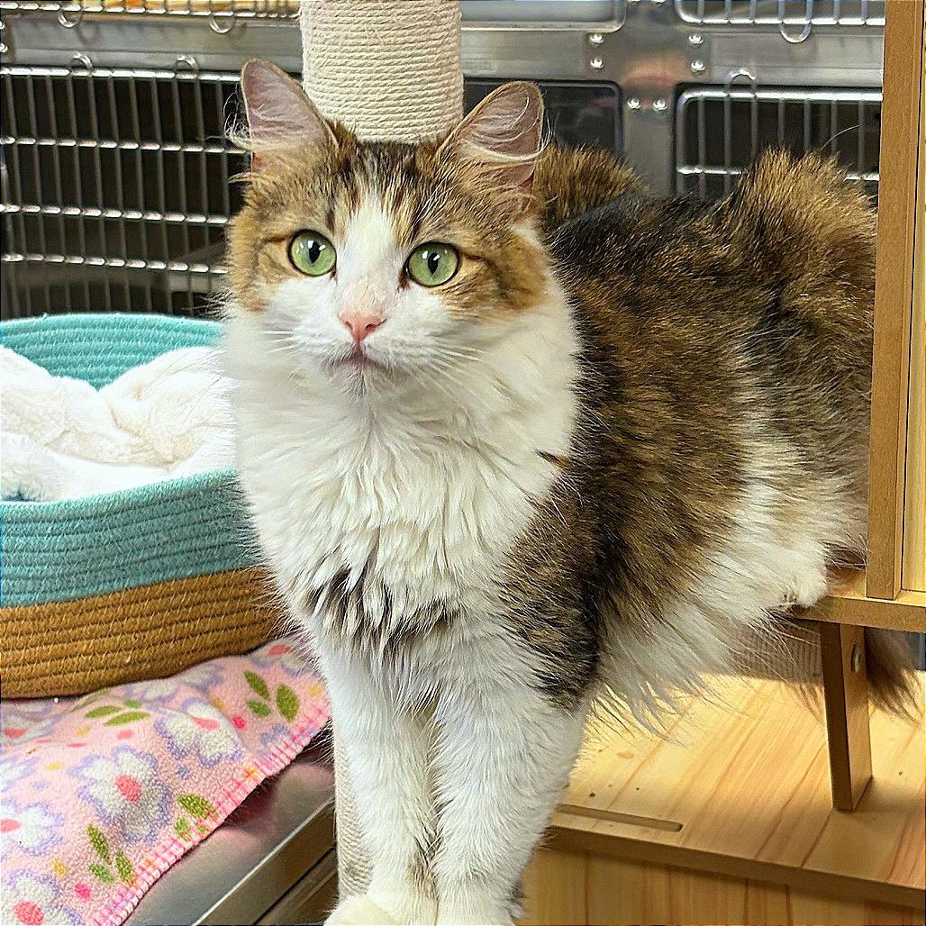 Jeneve, a Adoptable Domestic Medium Hair in Hannibal, MO image 3/5