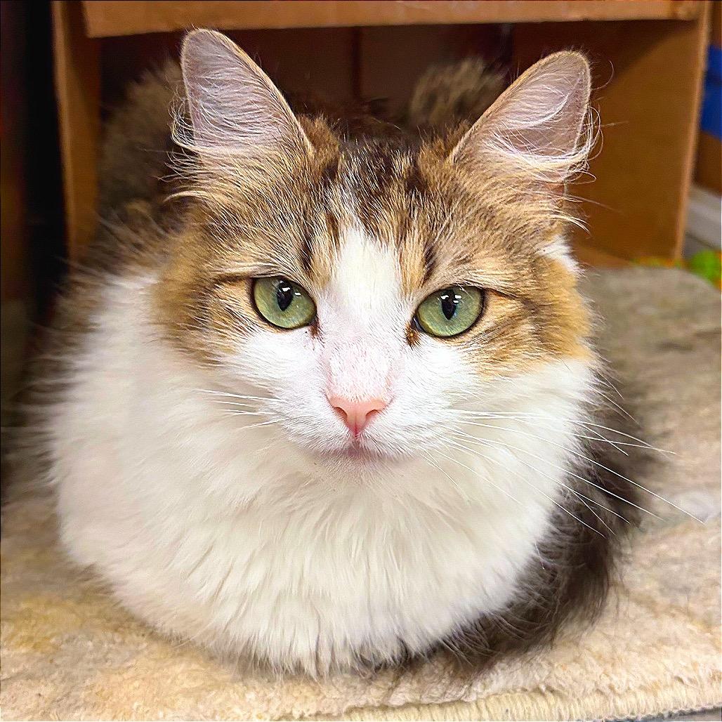Jeneve, a Adoptable Domestic Medium Hair in Hannibal, MO image 4/5