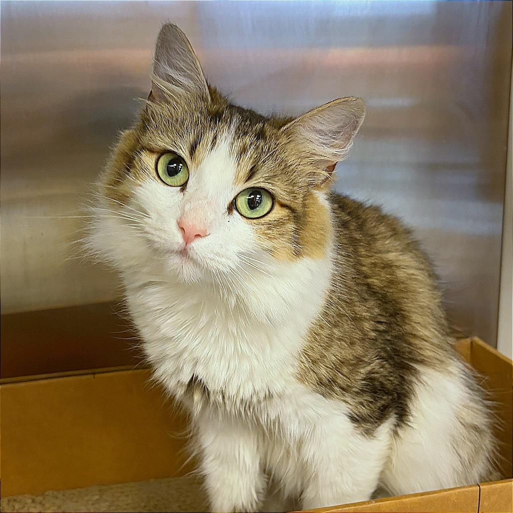 Jeneve, a Adoptable Domestic Medium Hair in Hannibal, MO image 5/5