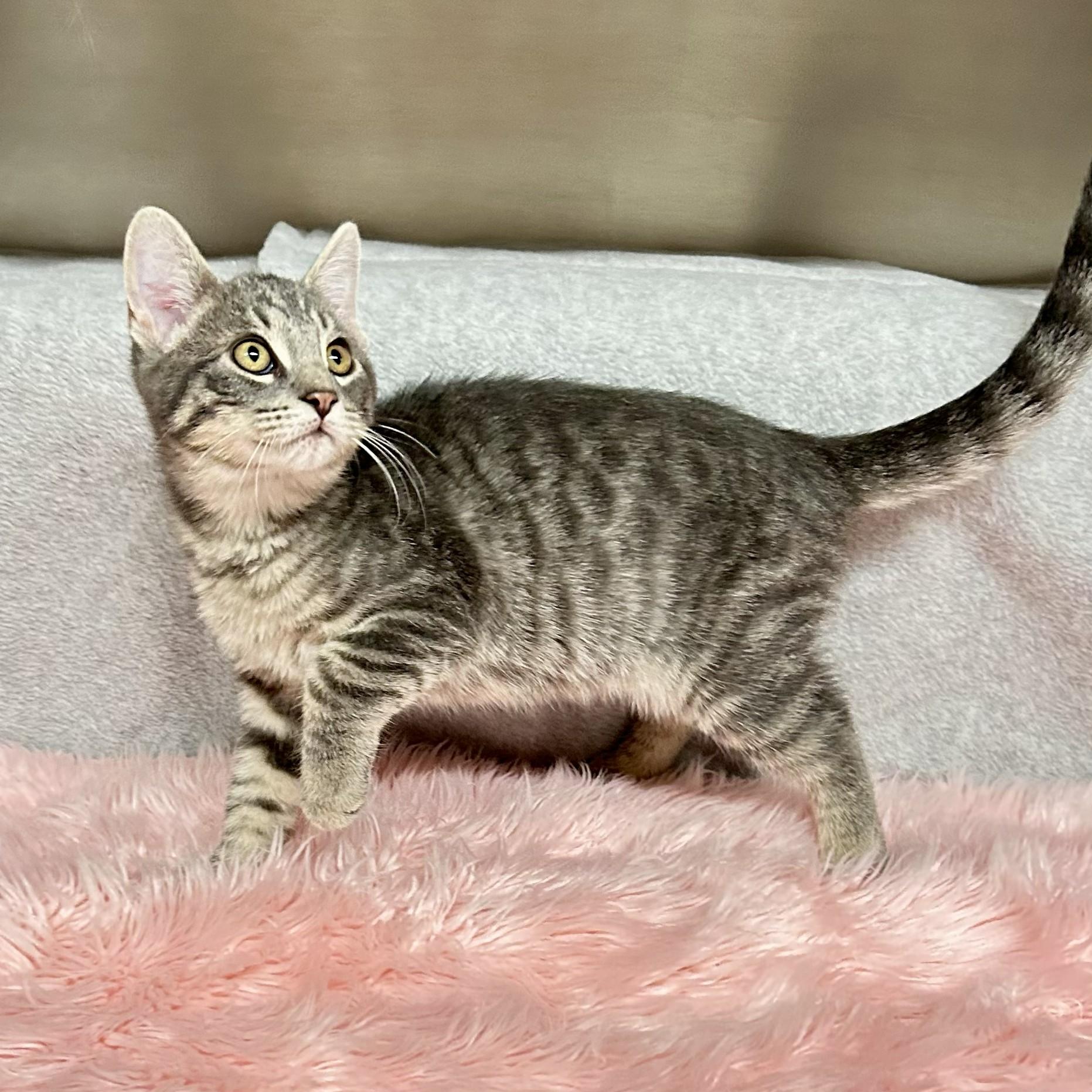 Sterling, an adopted Domestic Short Hair in Crestwood, MO image 4/6