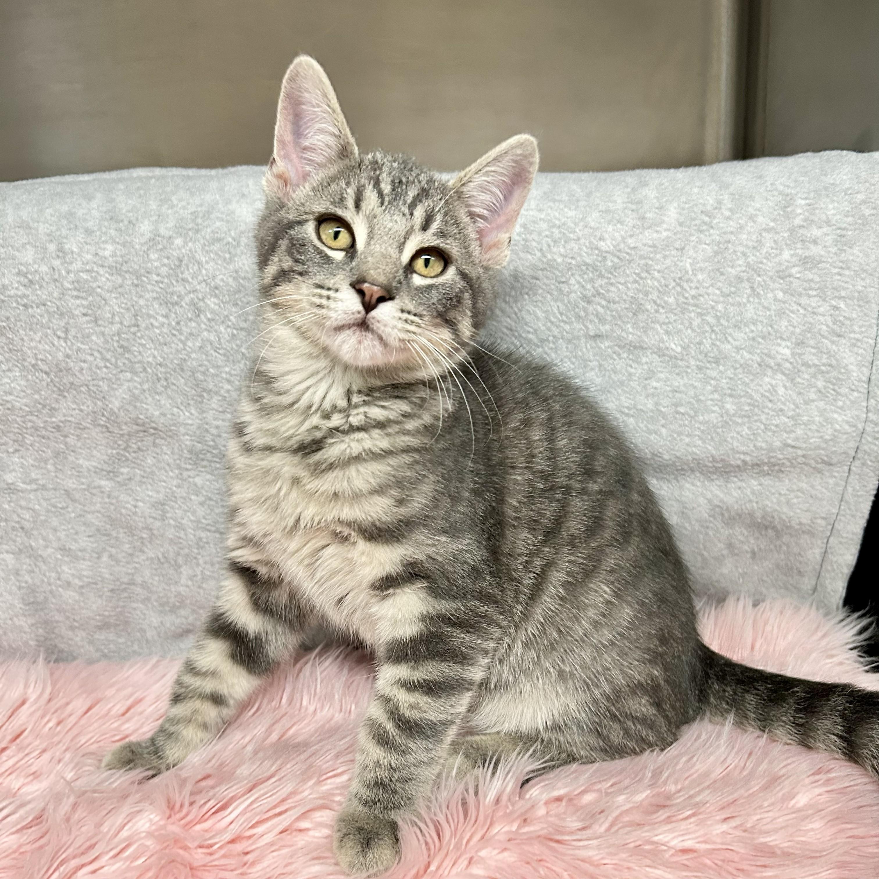 Sterling, adopted, Young Male Domestic Short Hair.