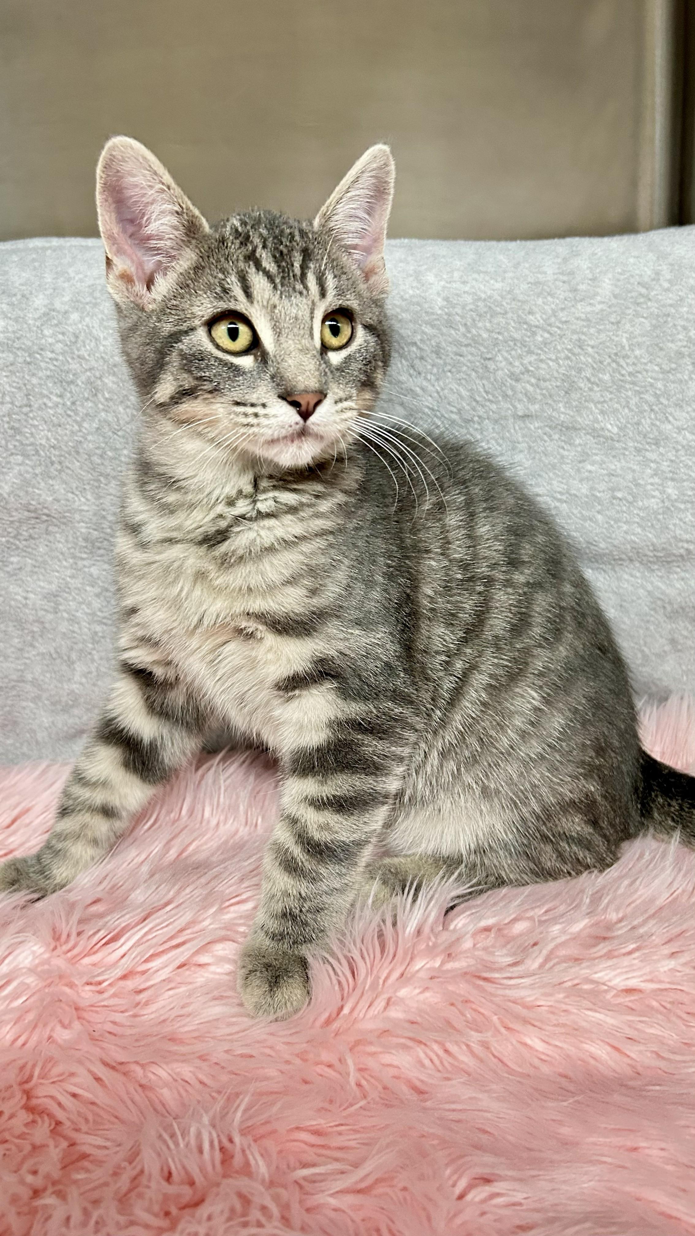 Sterling, an adopted Domestic Short Hair in Crestwood, MO image 2/6