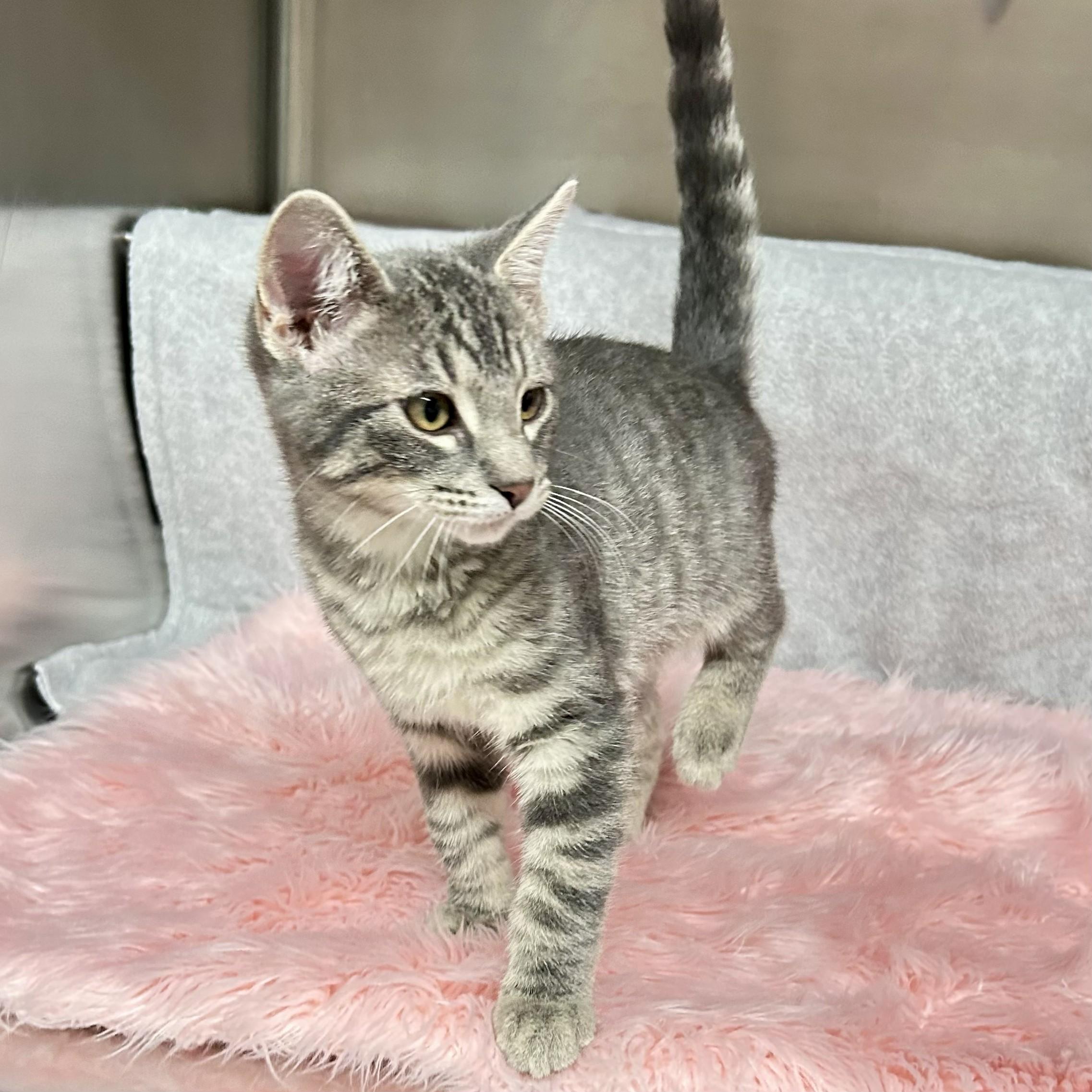 Sterling, an adopted Domestic Short Hair in Crestwood, MO image 6/6
