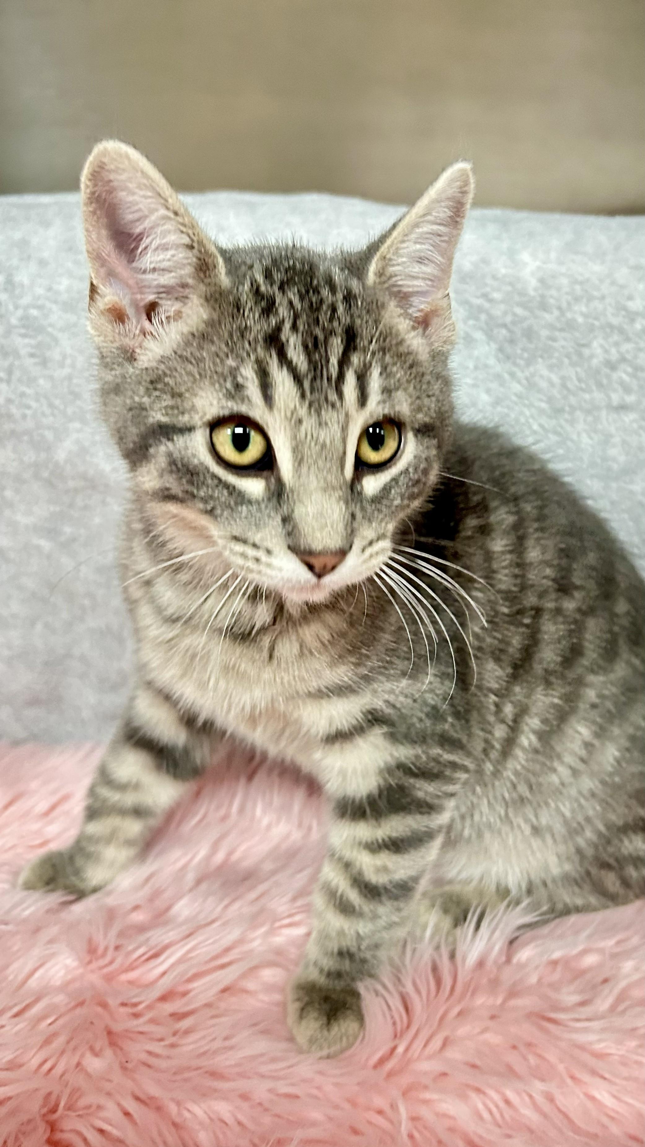 Sterling, an adopted Domestic Short Hair in Crestwood, MO image 3/6