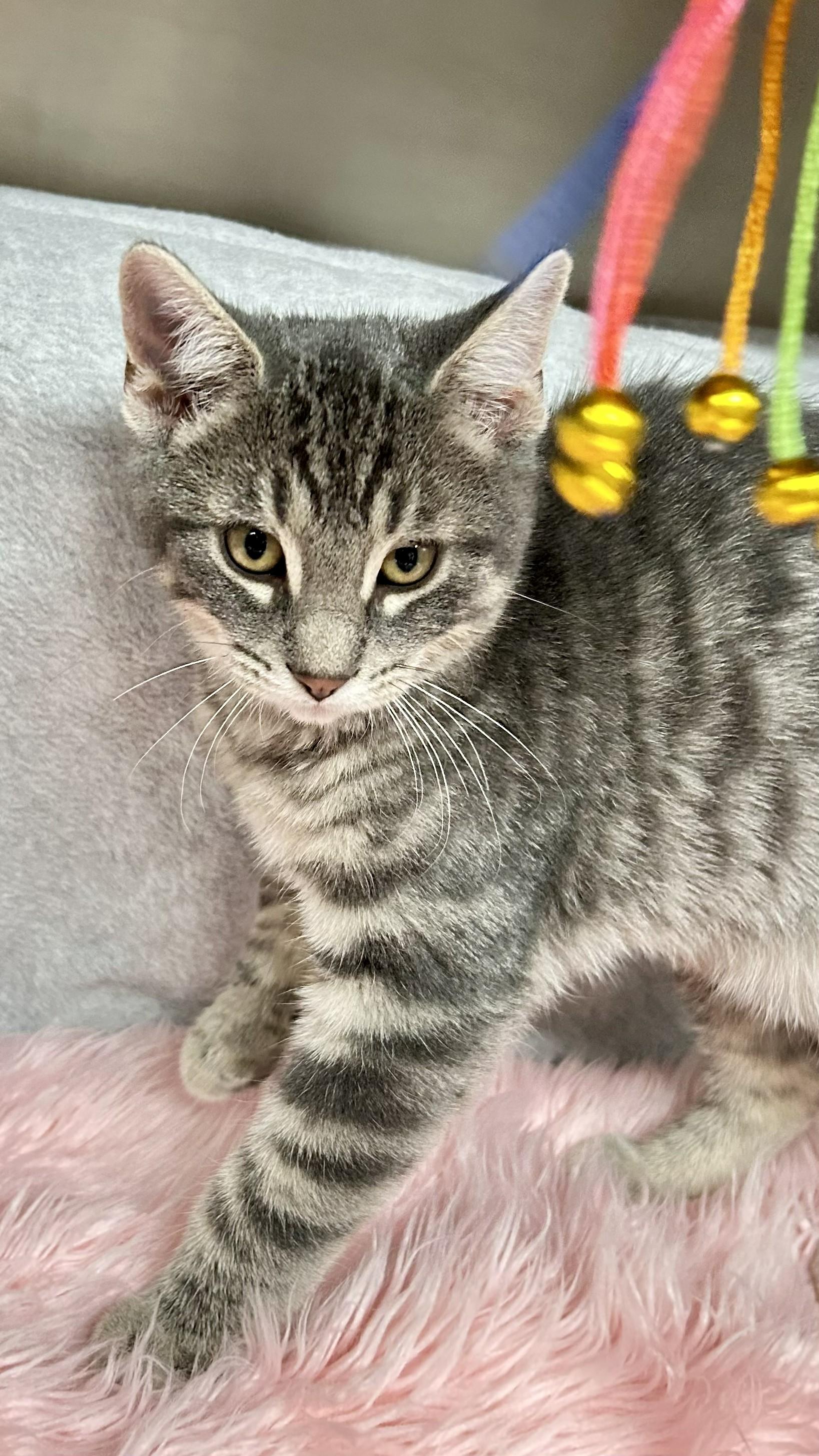Sterling, an adopted Domestic Short Hair in Crestwood, MO image 5/6