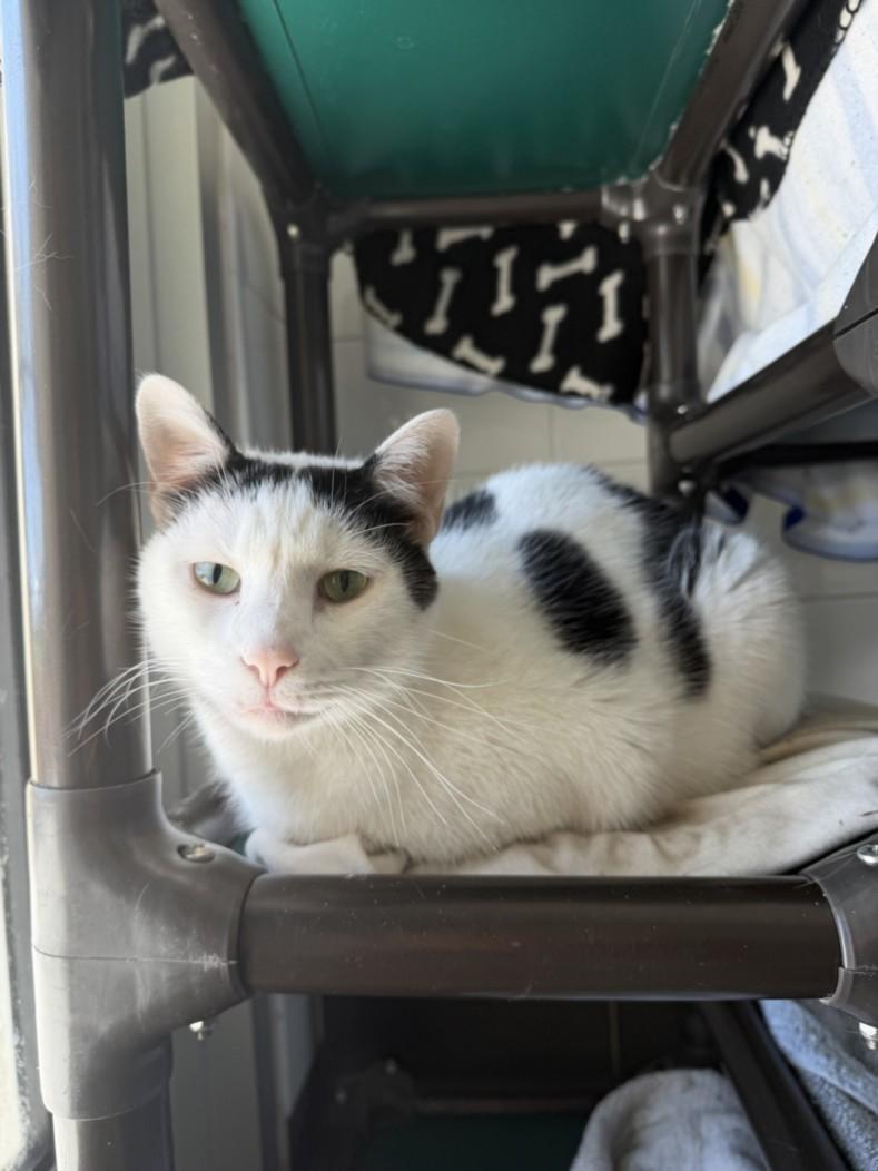 Enlarge ZEUS, a Adoptable Domestic Short Hair in Loveland, CO image 1/1