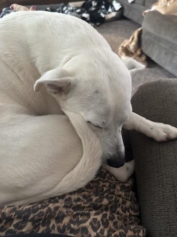 Miller, a Adoptable Mixed Breed in Roswell, GA image 3/4