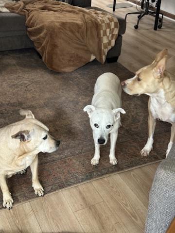 Miller, a Adoptable Mixed Breed in Roswell, GA image 4/4