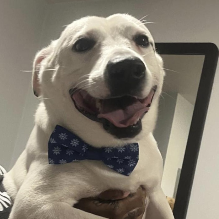 Miller, Adoptable, Adult Male Mixed Breed.