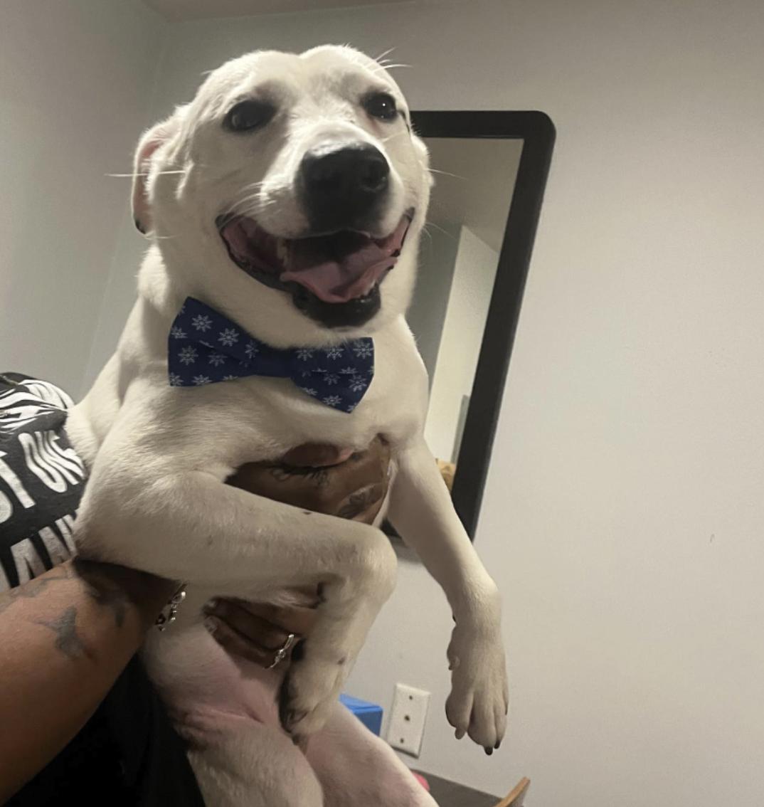 Miller, a Adoptable Mixed Breed in Roswell, GA image 2/4