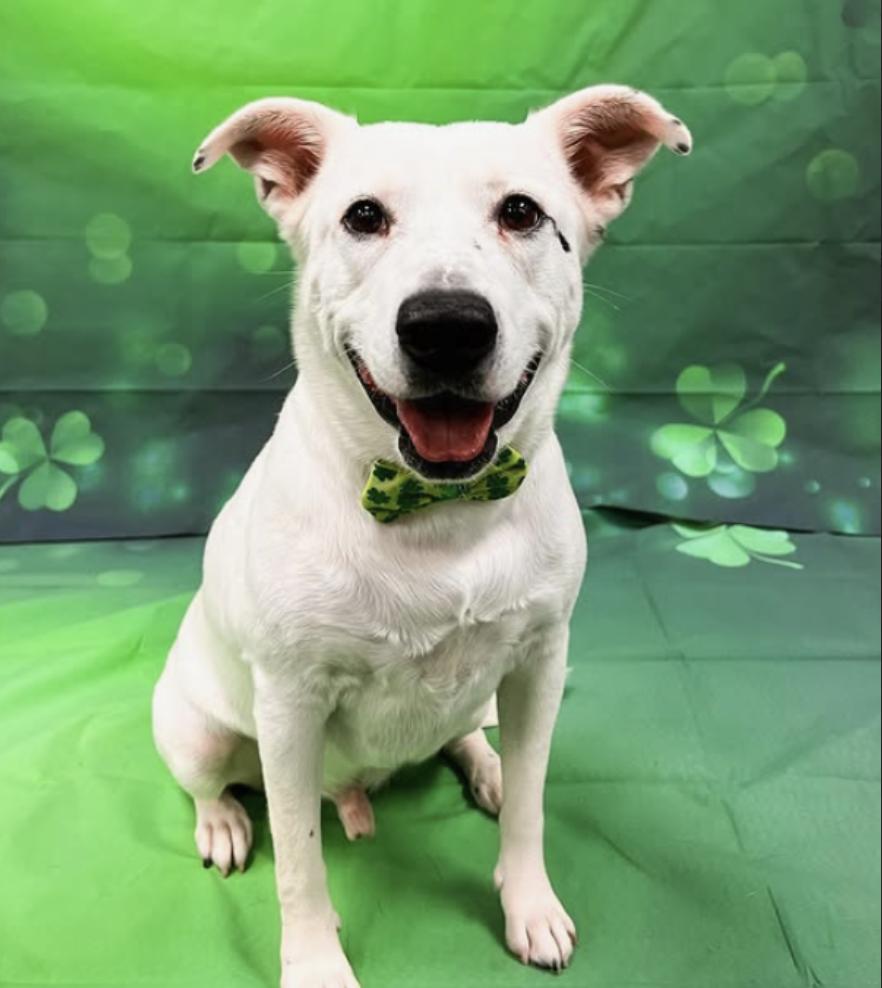 Miller, a Adoptable Mixed Breed in Roswell, GA image 1/4