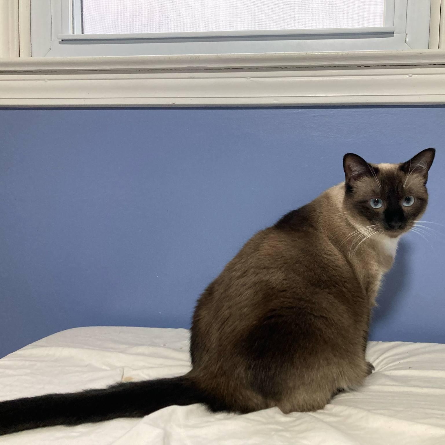 Vivianne, Adopted, Young Female Siamese.