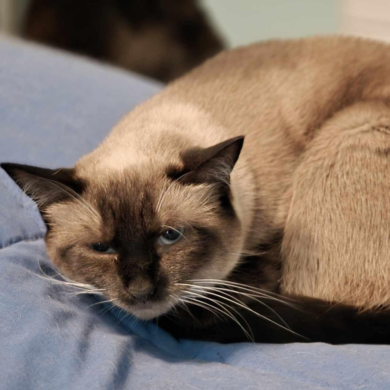 Enlarge Vivianne, a Adopted Siamese in Johnson City, TN image 2/2