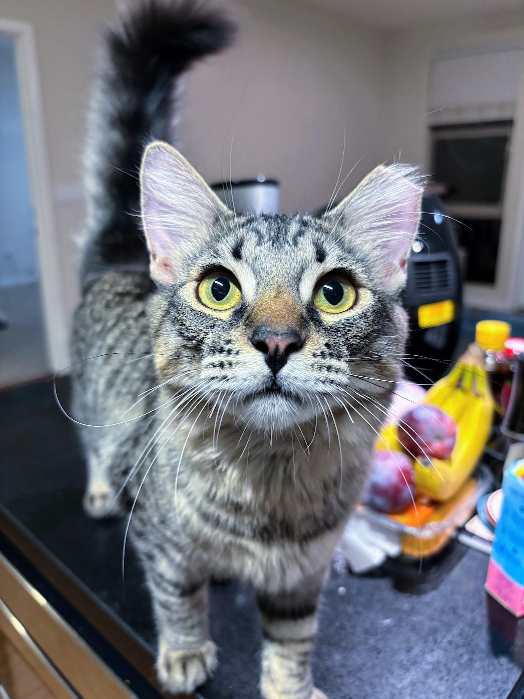 Vino, a Adoptable Domestic Medium Hair in Davis, CA image 1/5