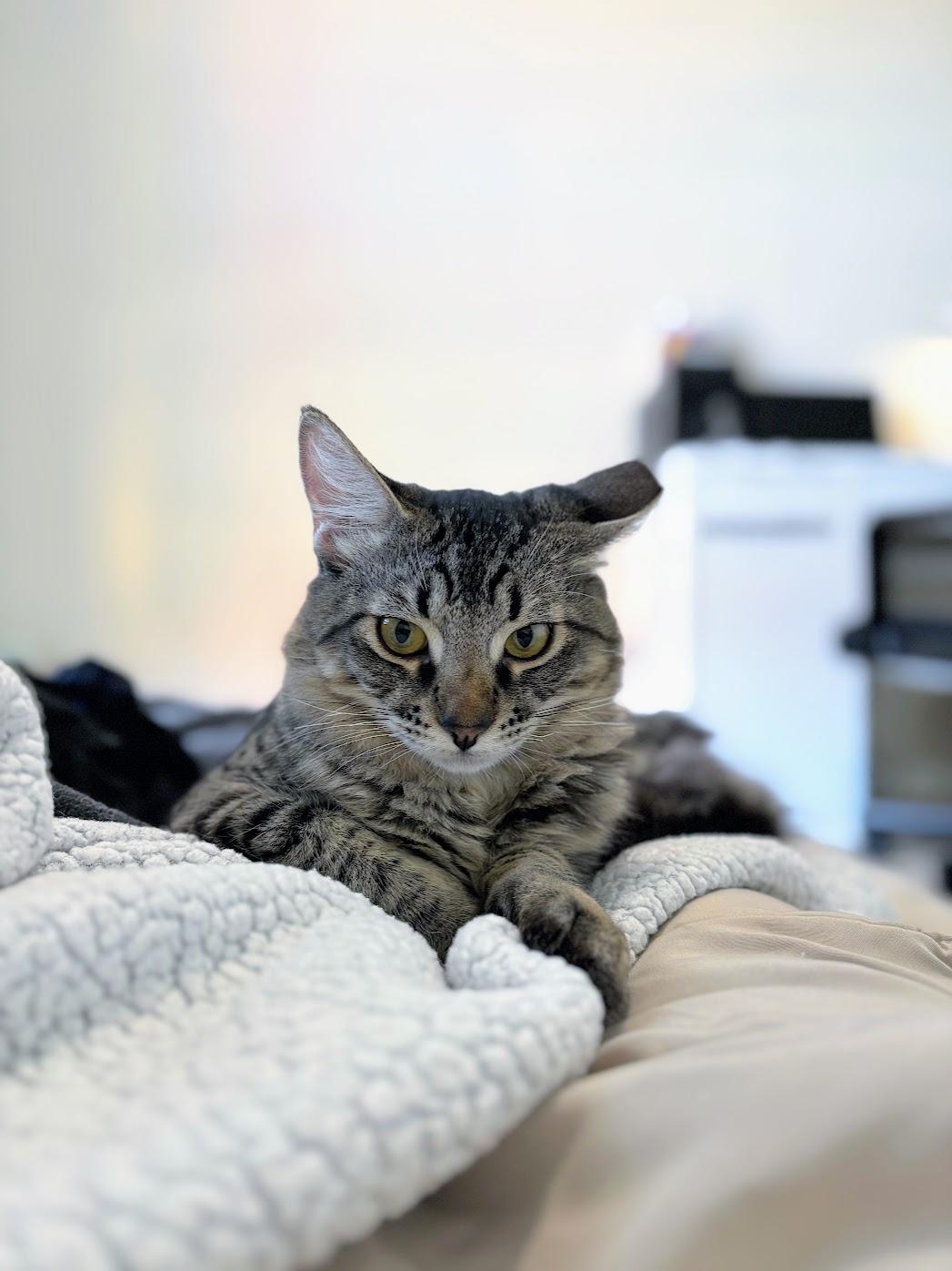 Vino, a Adoptable Domestic Medium Hair in Davis, CA image 2/5