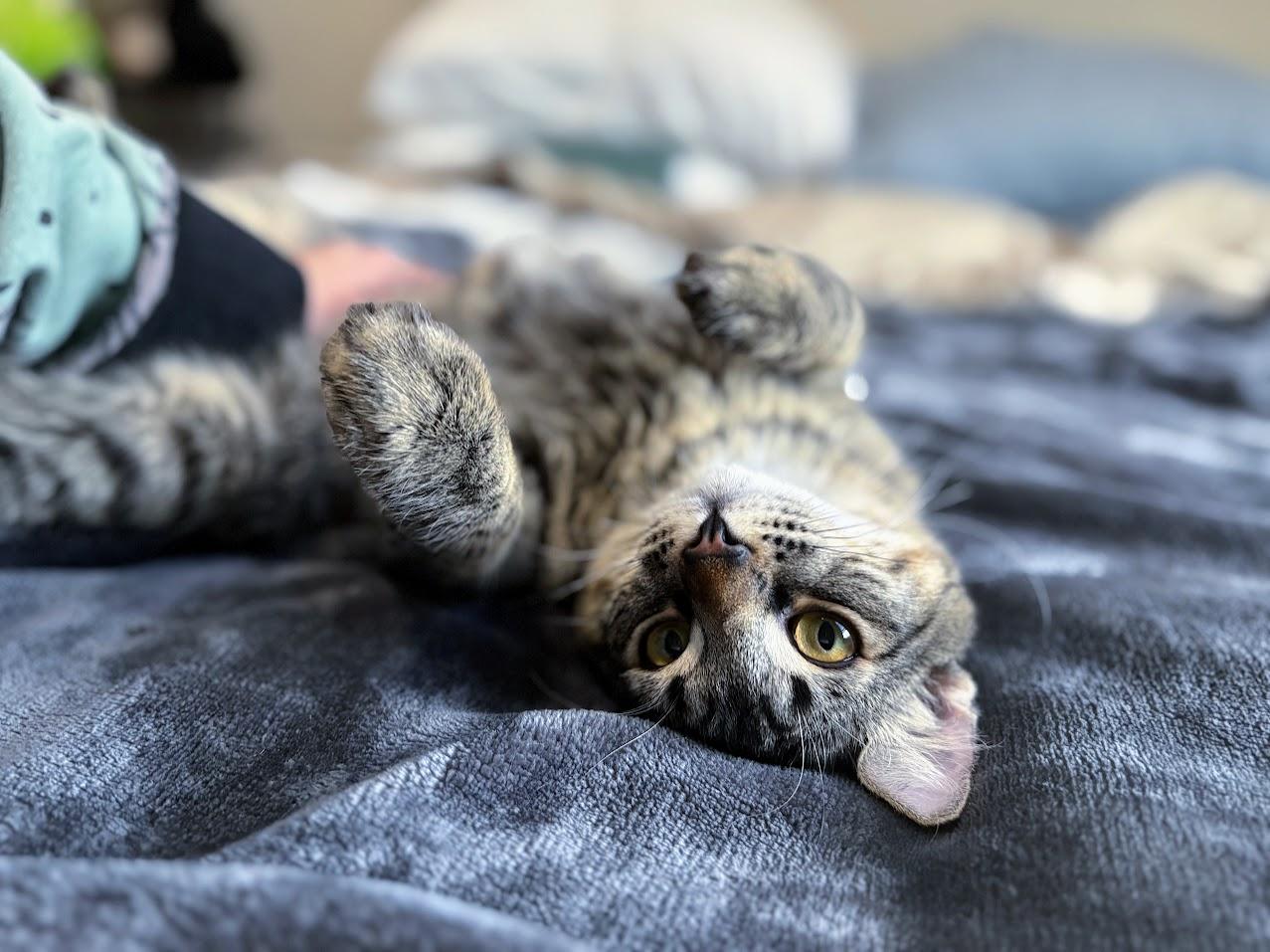 Vino, a Adoptable Domestic Medium Hair in Davis, CA image 3/5