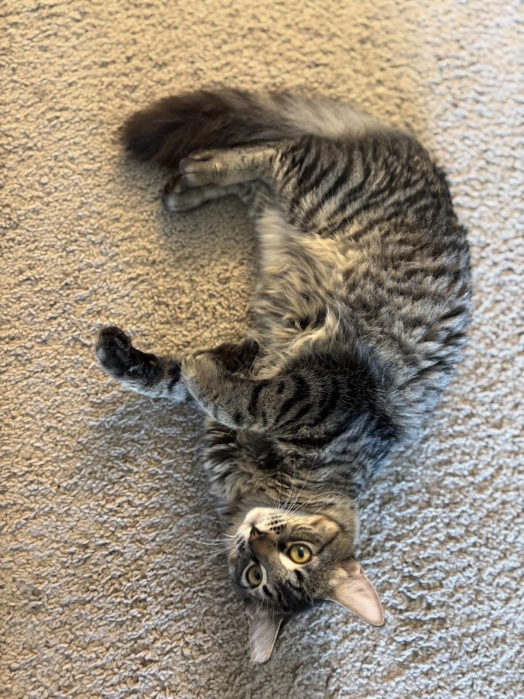 Vino, a Adoptable Domestic Medium Hair in Davis, CA image 4/5