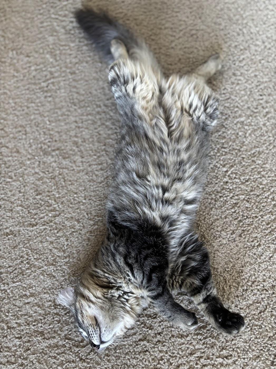 Vino, a Adoptable Domestic Medium Hair in Davis, CA image 5/5